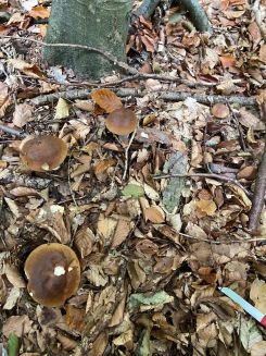 Drei Steinpilze; Foto Tobias 13.10.25 Drei Steinpilze; Foto Tobias 13.10.25