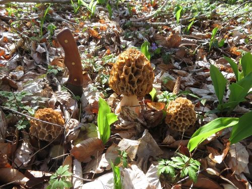 Drei schöne gelbe Speisemorcheln; Foto Michael 9.4.26