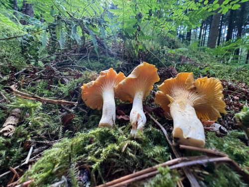 Drei große schöne Pfifferlinge; Foto Heiko 13.7.25
