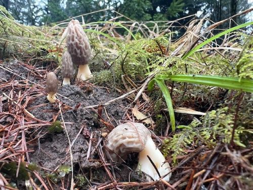 Vier frühe junge Spitzmorcheln; Foto Heiko 22.2.26