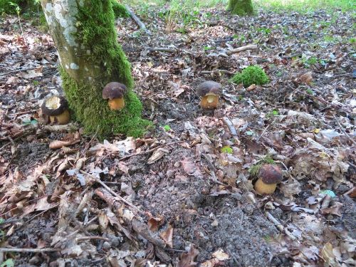 Vier geschützte Bronzeröhrlinge (Schwarzhütige Steinpilze); Foto Michael 10.8.25