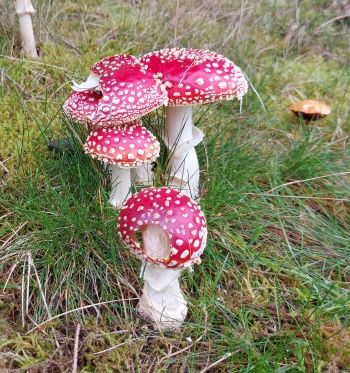 Vier Fliegenpilze und ein Pfefferröhrling, beide Röhrlingsanzeiger; Foto Maria P. 7.10.24 Vier Fliegenpilze und ein Pfefferröhrling, beide Röhrlingsanzeiger; Foto Maria P. 7.10.24