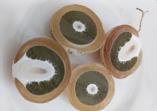 Vier Hälften von Hexeneiern; Foto Michael S. 21.9.23 Vier Hälften von Hexeneiern; Foto Michael S. 21.9.23