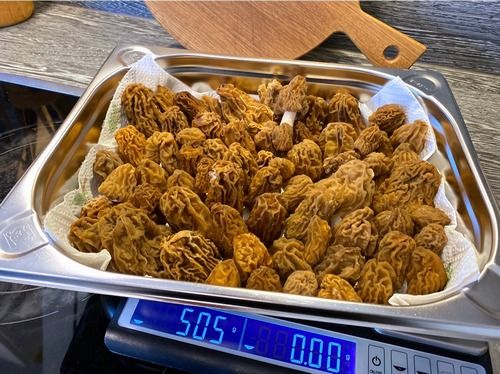 505 Gramm Böhmische Verpeln; Foto Stefan 31.3.26