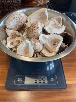 535 Gramm gereinigte frische Parasolstücke; Foto Volkmar 31.8.26