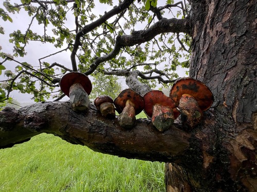Baumausguck für fünf Flockis; Foto Heiko 17.4.24 Baumausguck für fünf Flockis; Foto Heiko 17.4.24