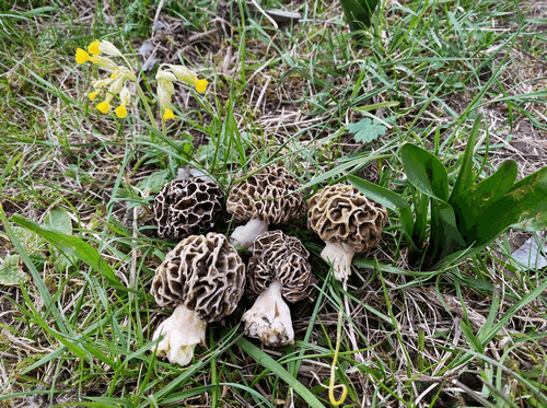 5 Speisemorcheln, Echte Schlüsselblume; Foto Stefan 6.4.26