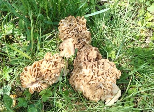 Fünf Speisemorcheln; Foto Simon 8.4.26