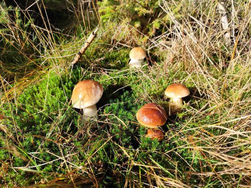 Fünf Steinpilze; Foto Michael 24.10.25 Fünf Steinpilze; Foto Michael 24.10.25