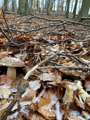 Fünf Steinpilze im gefrorenen Laub; Foto Tobias 2.12.23