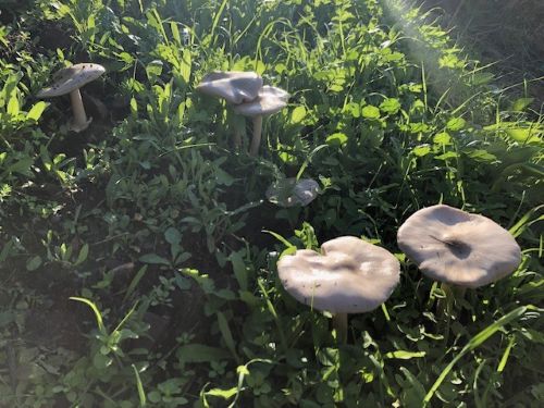 Typisches Erscheinungsbild von Ackerscheidlingen; Foto Achim 19.12.25 Typisches Erscheinungsbild von Ackerscheidlingen; Foto Achim 19.12.25