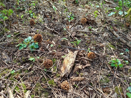 Sechs Speisemorcheln auf engem Raum im Auswald; Foto Luca 26.3.24