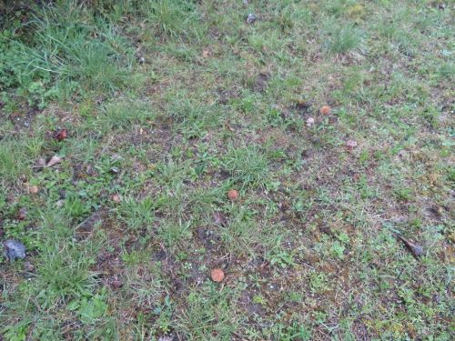 6 Speisemorcheln; Foto Michael 26.3.26