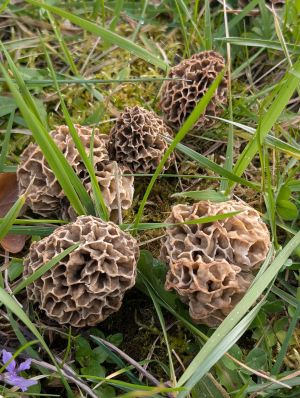 Sechs Speisemorcheln auf einen Streich; Foto Thomas 5.4.26