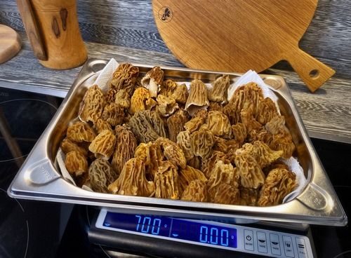 Satte 700 Gramm frischer Böhmischer Verpeln! Foto Stefan 28.3.26