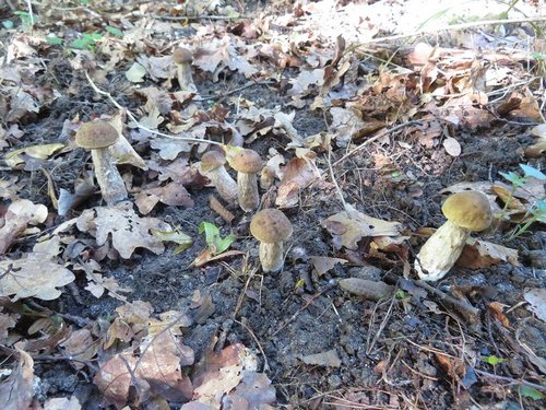 7 Hainbuchenraufüße; Michael 13.8.23 7 Hainbuchenraufüße; Michael 13.8.23