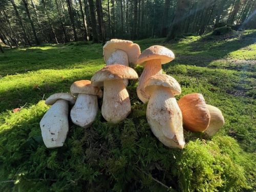 Sieben herrliche Steinpilze posieren; Foto Heiko 28.10.24 Sieben herrliche Steinpilze posieren; Foto Heiko 28.10.24