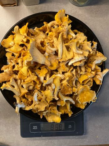 868 Gramm Pfifferlinge; Foto Carsten 25.7.25
