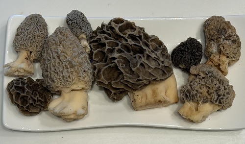 Acht Speisemorcheln; Foto Oliver 17.3.24 Acht Speisemorcheln; Foto Oliver 17.3.24