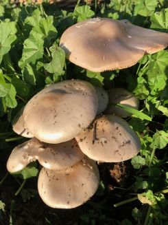 Familie mit neun Ackerscheidlingen; Foto Achim 19.12.25