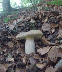Sommersteinpilz 3; Foto Martin 19.6.25