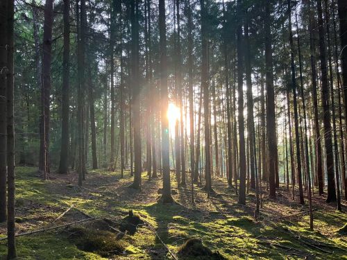 Abendstimmung im Wald; Foto Andreas 25.8.24 Abendstimmung im Wald; Foto Andreas 25.8.24