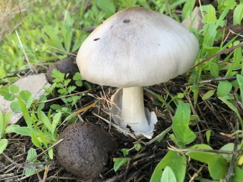 Achkerscheidling mit gut erkennbarer Volva; Foto Achim 19.12.25 Achkerscheidling mit gut erkennbarer Volva; Foto Achim 19.12.25