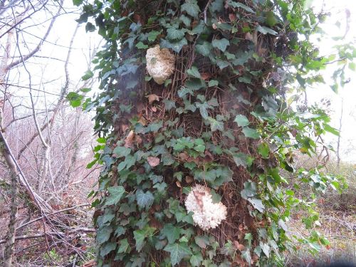 Die zwei Ästigen Stachelbärte; Foto Michael 13.12.25