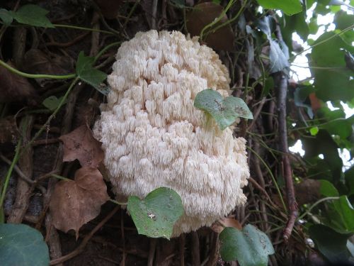 Ästiger Stachelbart 2; Foto Michael 13.12.25