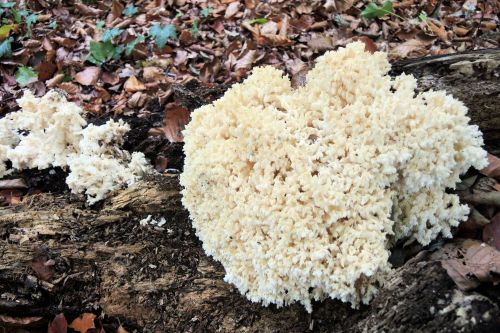 Junger Ästiger Stachelbart; Foto Gisela 14.10.25 Junger Ästiger Stachelbart; Foto Gisela 14.10.25