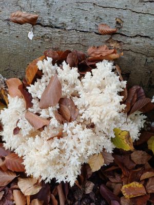 Ästiger Stachelbart; Foto Heidrun 25.10.25