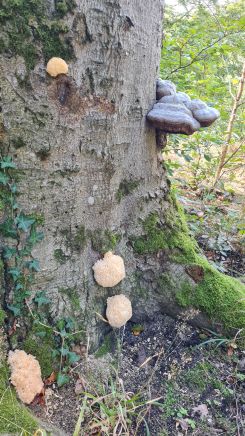 Ästige Stachelbärte und Echter Zunderschwamm; Foto Michael H. 3.10.24