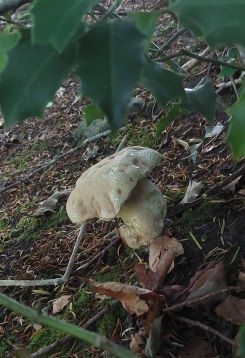 Sommersteinpilz 1; Foto Martin 25.6.25