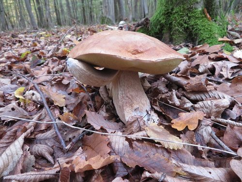 Aestivalis1 Michael 19.10.22 Aestivalis1 Michael 19.10.22