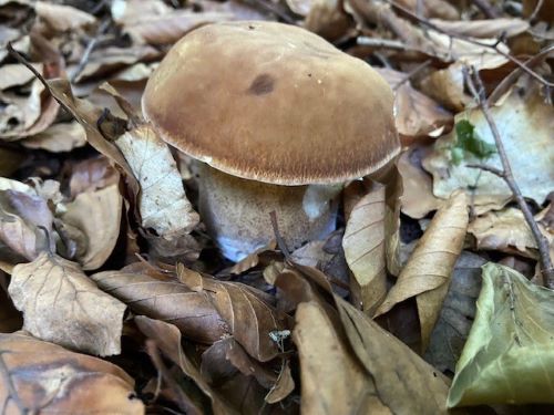 Und noch ein schöner Sommersteinpilz; Foto Tobias 22.6.25