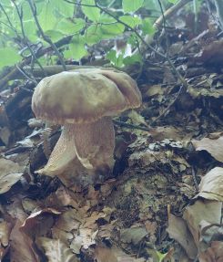 Sommersteinpilz 2; Foto Martin 19.6.25