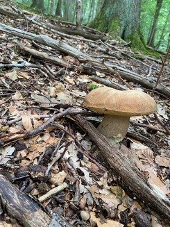 Sommersteinpilz 2 Tobias 26.8.23