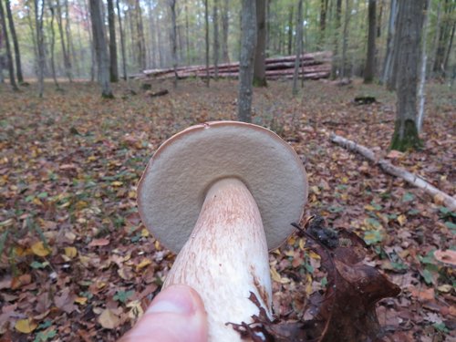 Aestivalis3 Michael 19.10.22 Aestivalis3 Michael 19.10.22