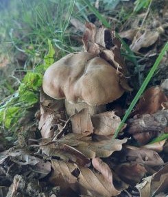 Sommersteinpilz 4; Foto Martin 19.6.25