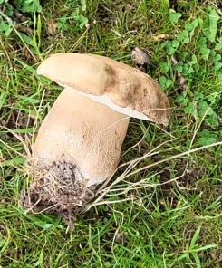 Junger Sommersteinpilz; Foto Antonio 27.6.25