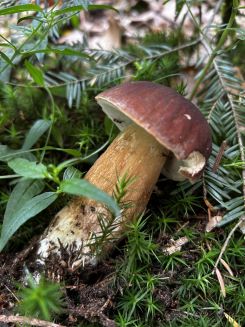 Sommersteinpilz; Foto Armin 23.7.25