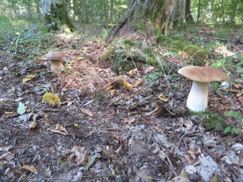 Sommersteinpilz (links) und Fichtensteinpilz (rechts); Foto Michael 20.9.25