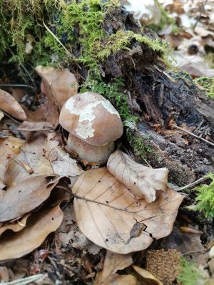 Sommersteinpilz im Bodenseekreis; Foto Fritz 13.6.25
