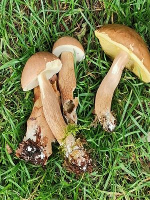 Sommersteinpilze; Foto Fritz 2.7.24 Sommersteinpilze; Foto Fritz 2.7.24