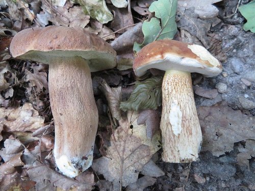 Vergleich Sommersteinpilz u. Gallenröhrling; Michael 27.8.23 Vergleich Sommersteinpilz u. Gallenröhrling; Michael 27.8.23