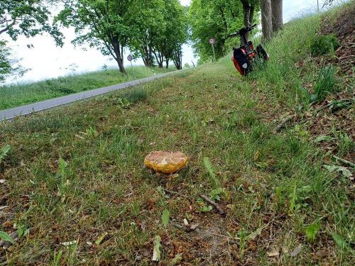 Total vermadeter Sommersteinpilz; Foto Heidrun 27.5.25