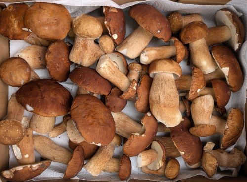 Sommersteinpilze im Karton; Foto Thomas 11.8.25