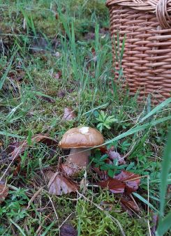Steinpilz und Pilzkorb; Foto Martin 7.6.25