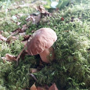 Schöner Sommersteinpilz; Foto Martin 15.6.25