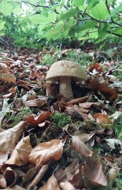 Sommersteinpilz; Foto Martin 5.9.26